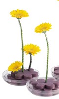Ikebana I como Impruneta 