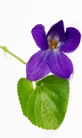 Violetas azules Simbolismo de color AZUL 
