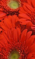 gerbera G como Gladiolo 
