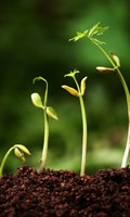 semillas de flores S como Satén 