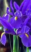 iris I como Impruneta 