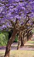 Jacaranda J como Jardín 