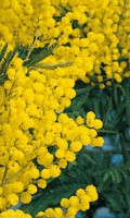 mimosa M como marítimo 