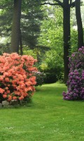 horticultura H como helechos 