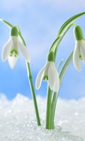 campanilla de invierno Simbolismo de color BLANCO 