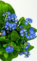 Nomeolvides Simbolismo de color AZUL 