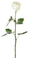 Rosas blancas Simbolismo de color BLANCO 
