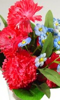 zinnia Z como zinnia 