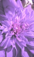 aster Simbolismo de color PÚRPURA 