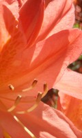 flores de embudo F como Fertilización 