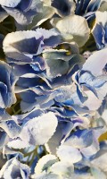hortensia Simbolismo de color AZUL 