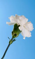Claveles blancos Simbolismo de color BLANCO 