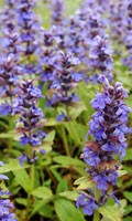 Salvia azul Simbolismo de color AZUL 