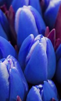 Tulipán azul Simbolismo de color AZUL 