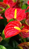 Anturie Farbsymbolik ROT 