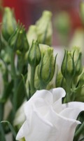 Duftpflanzen D wie Dekoblumen 