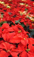 Blumenauktion B wie Botanik 