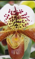 Orchidee O wie Orchidee 