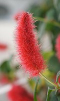 Bürstenblumen B wie Botanik 