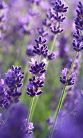 Lippenblumen L wie Landesgartenschau 
