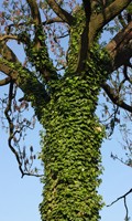 Epiphytisch E wie Euphorbie 