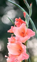 Gladiole G wie Gartenkultur 