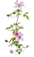 Clematis C wie Campanula 