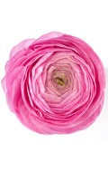 Ranunkel R wie Rachenblumen 