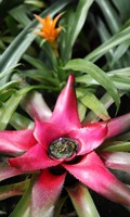 Epiphyten E wie Euphorbie 