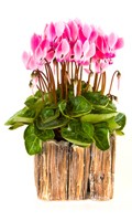 Alpenveilchen Farbsymbolik ROSA 