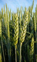 Erntekranz E wie Euphorbie 