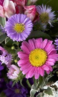 Herbstblumen H wie Heilpflanzen 