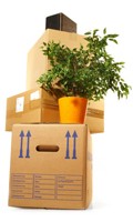 Blumenversand B wie Botanik 