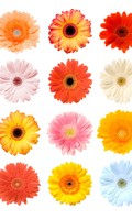 Gestaltungsprinzipien G wie Gartenkultur 