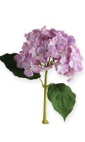 Seidenblume S wie Sargschmuck 