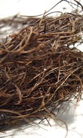 Mühlenbeckia M wie Materialkunde 