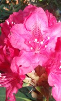 Rhododendron R wie Rachenblumen 