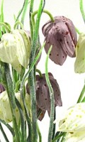 Schachbrettblume S wie Sargschmuck 