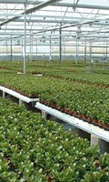 Blumenzucht B wie Botanik 