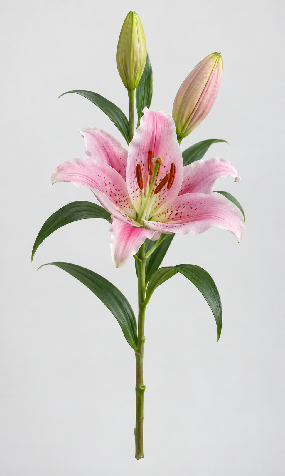 Schnittblume S wie Sargschmuck
