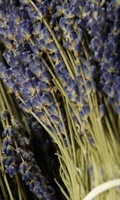 Lavendel L wie Landesgartenschau 