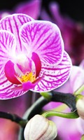 Orchidee lila Farbsymbolik LILA 
