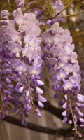 Wisteria W wie Warenpräsentation 