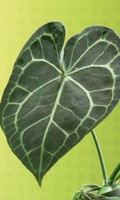 plante P pour la technologie parallèle 