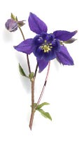 ancolie Symbolisme des couleurs VIOLET 