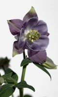 Columbine noir Symbolisme des couleurs NOIR 