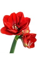 Amaryllis rouge Symbolisme des couleurs ROUGE 
