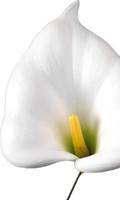 Calla C pour Campanula 