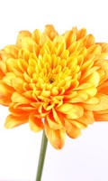 Chrysanthème jaune Symbolisme des couleurs JAUNE 