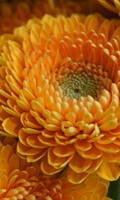 chrysanthème C pour Campanula 